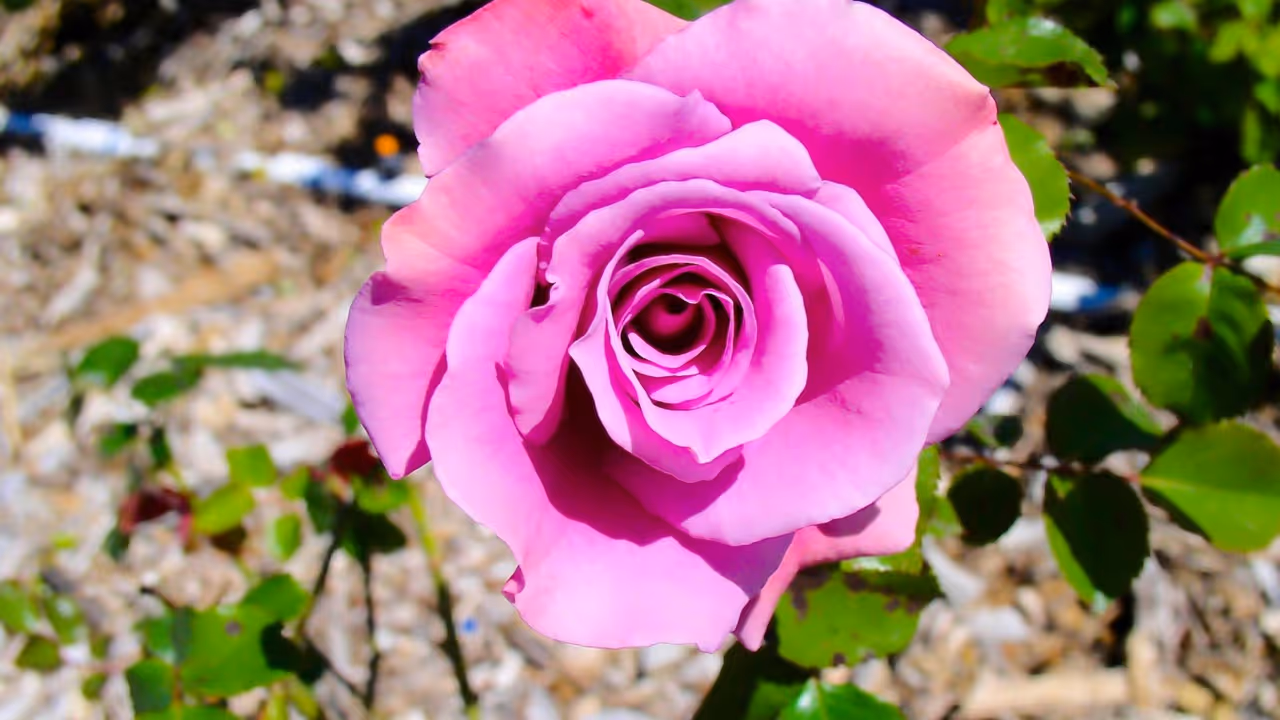 best rose varieties for winter india