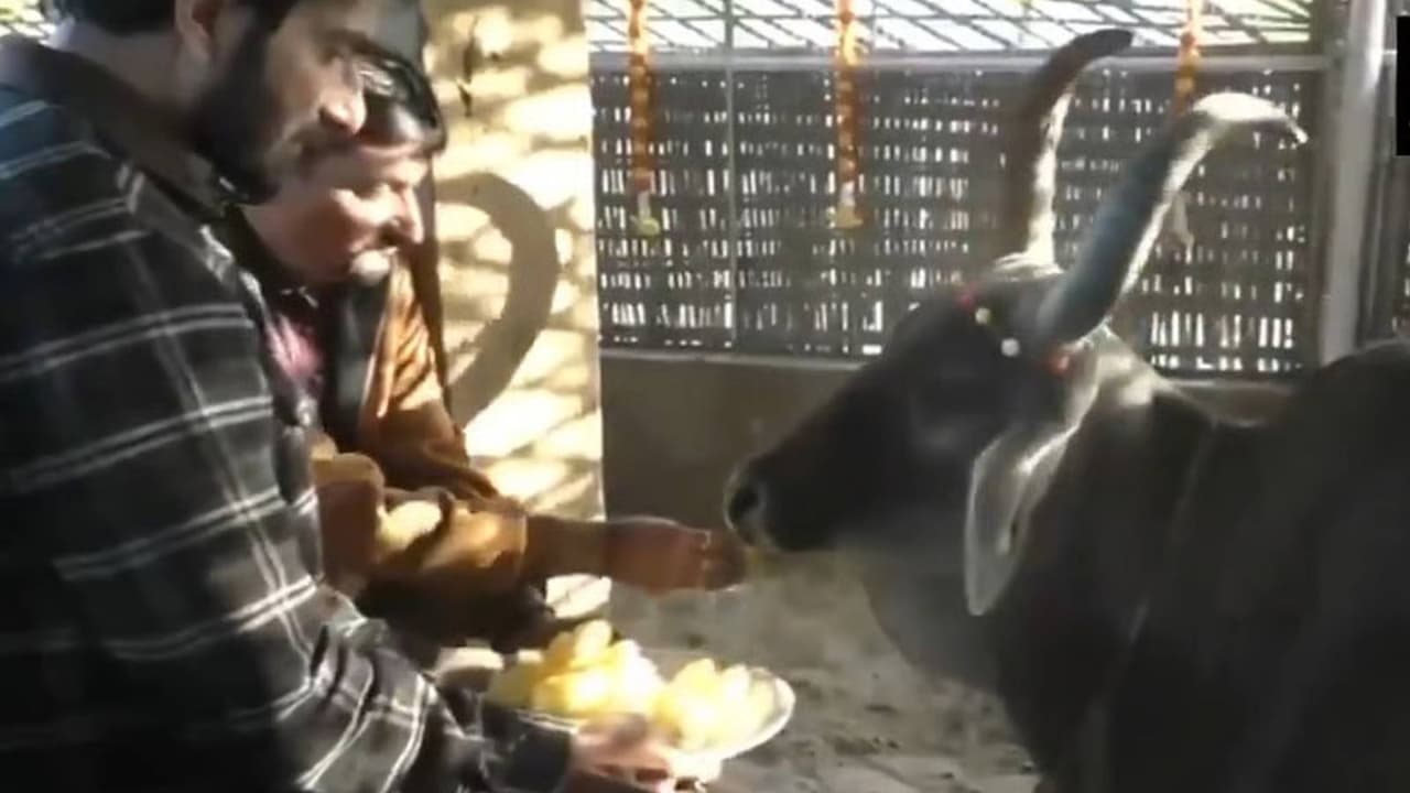 sonu sood visits varahi gaushala sonu sood visits varahi gaushala