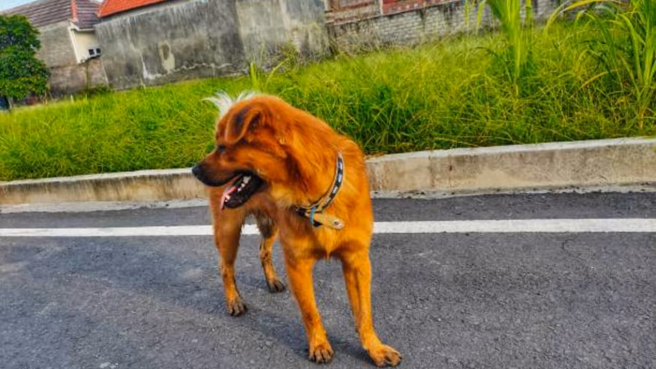 Dog bites Dog bites