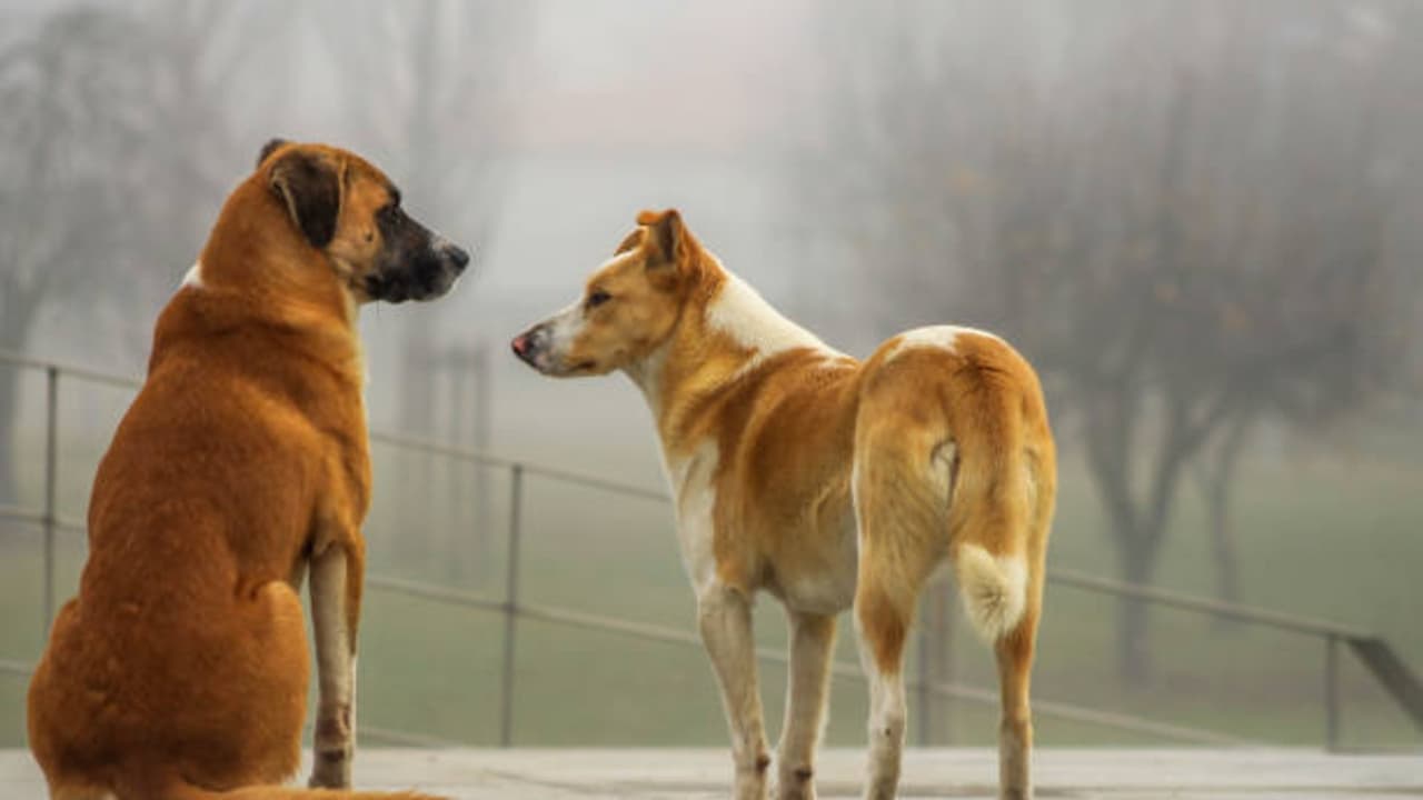 stray dogs stray dogs