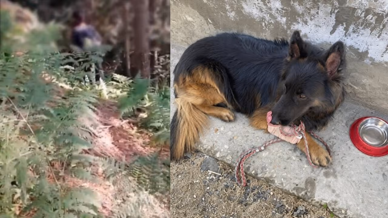 indian army dog tyson kishtwar jk jem terrorists encounter 2 para special forces operation trashi indian army dog tyson kishtwar jk jem terrorists encounter 2 para special forces operation trashi