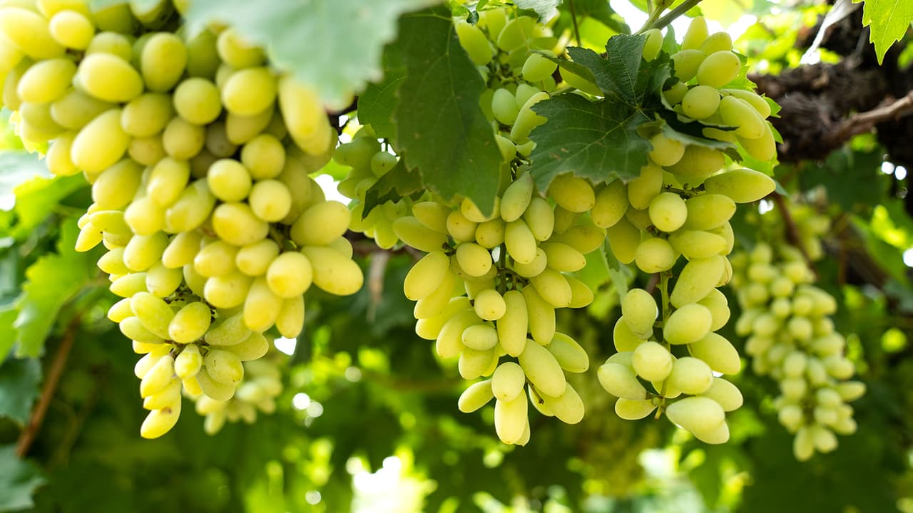 Guide to enjoying fruits safely for seniors Guide to enjoying fruits safely for seniors