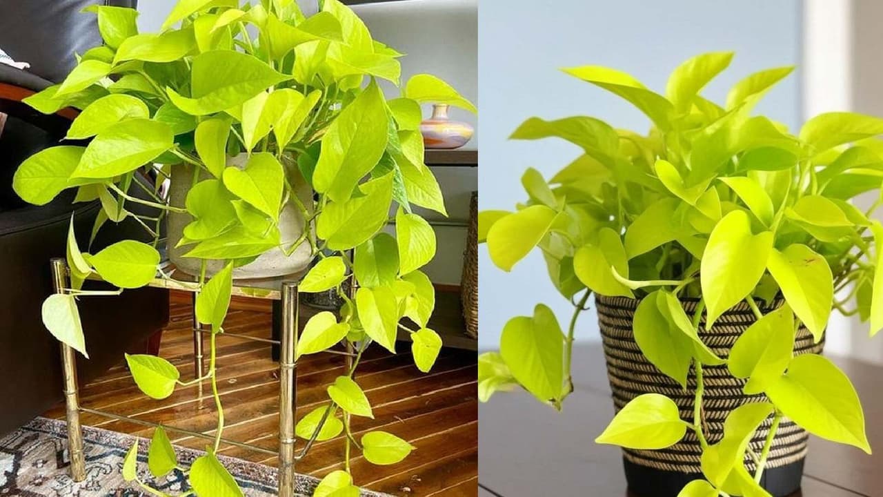 MONEY PLANT MONEY PLANT