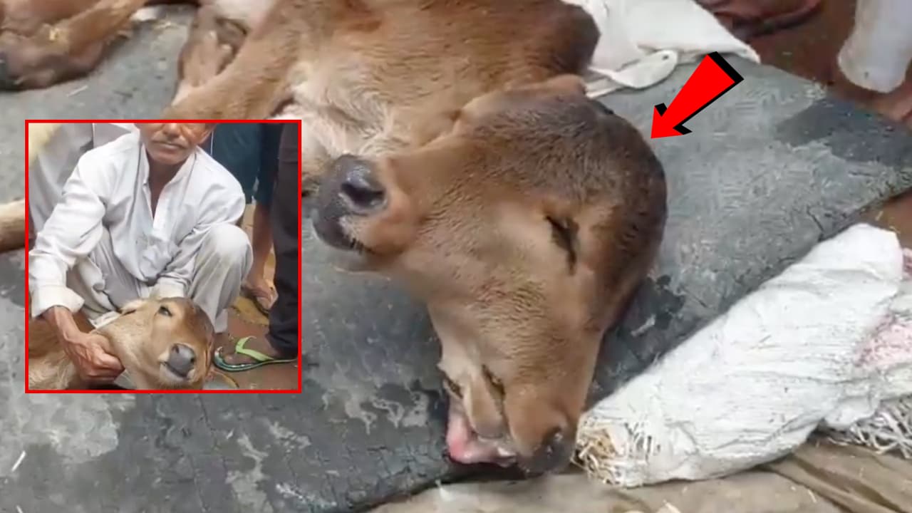 Bihar Calf Born With Two Mouths and Four Eyes Bihar Calf Born With Two Mouths and Four Eyes