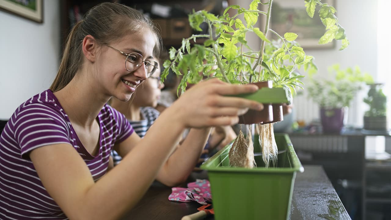 hydroponic gardening tips hydroponic gardening tips