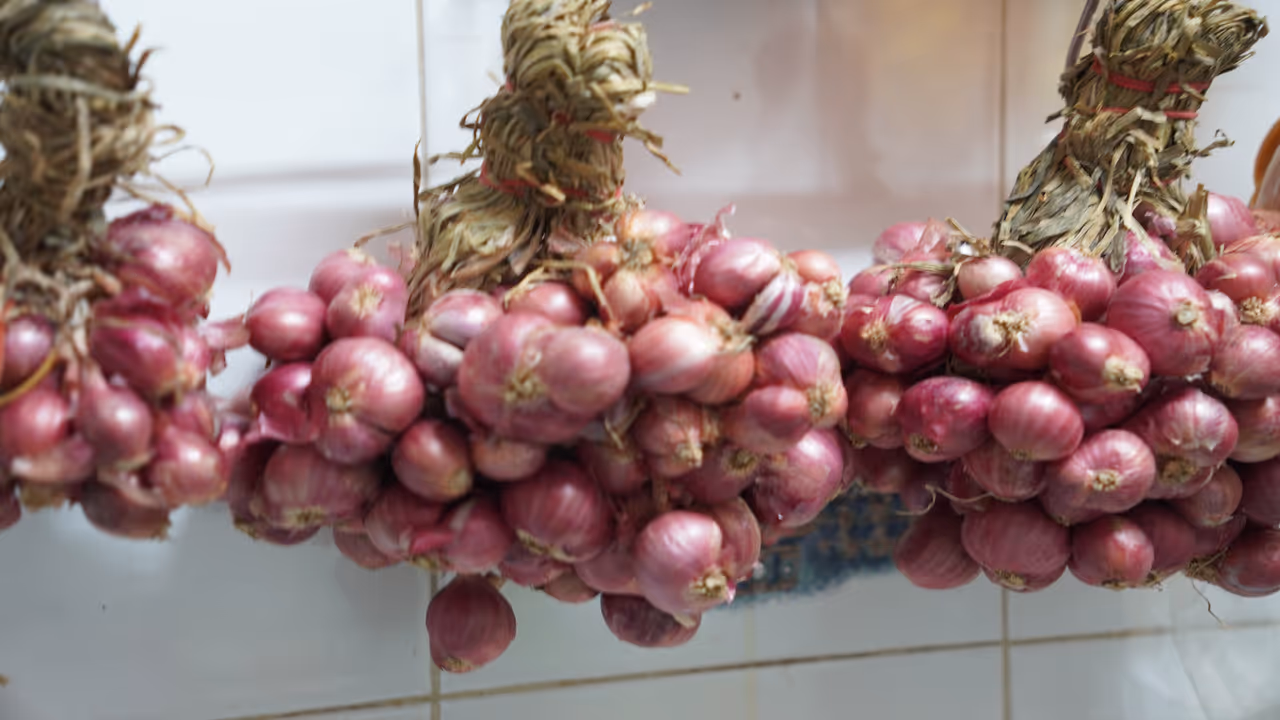 onion onion