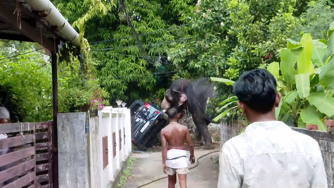 elephant attack elephant attack