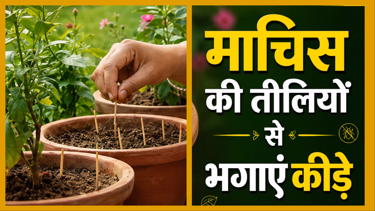 Gardening Tips Gardening Tips