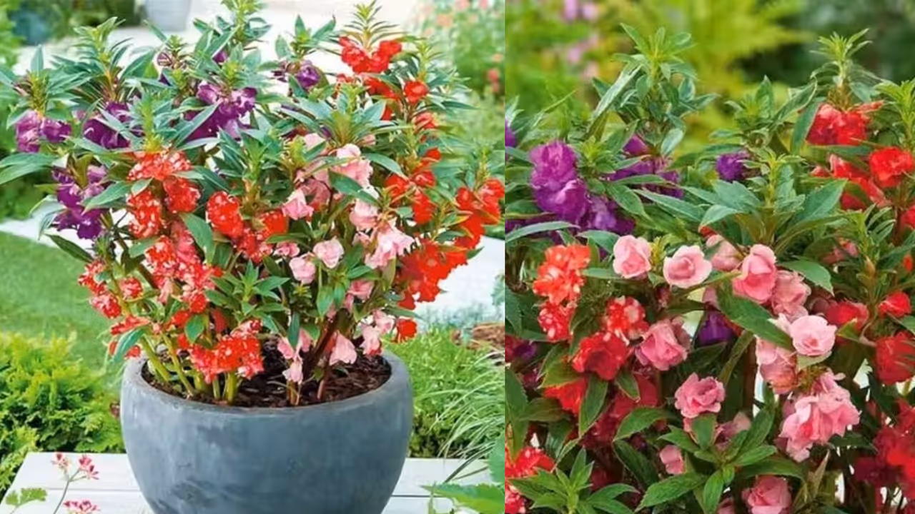 Flower Seeds Under 100 Flower Seeds Under 100