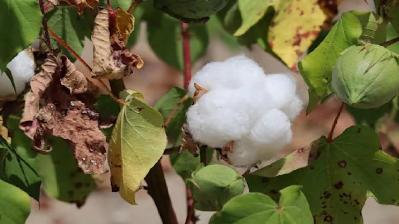 Unlucky Plants for Home