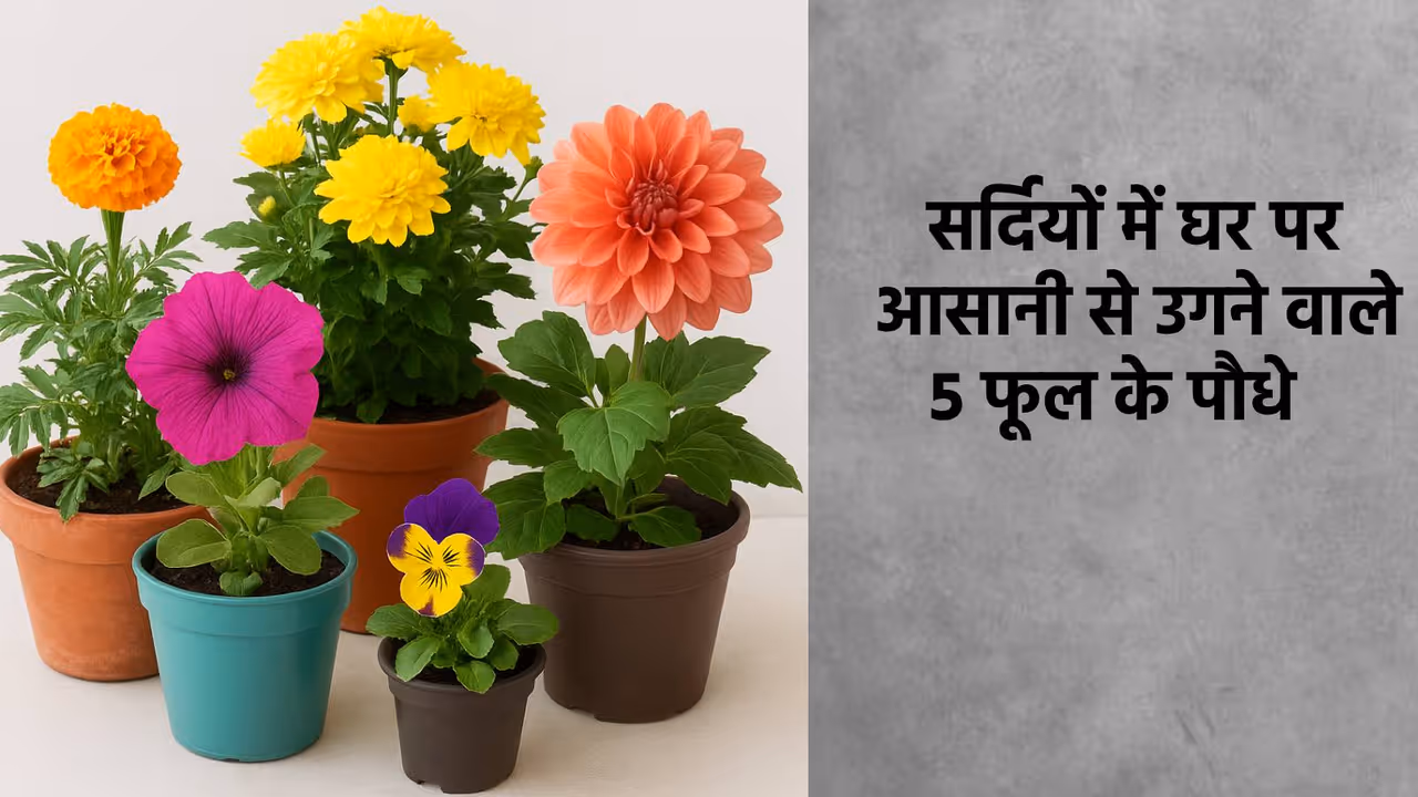 Winter Gardening Tips