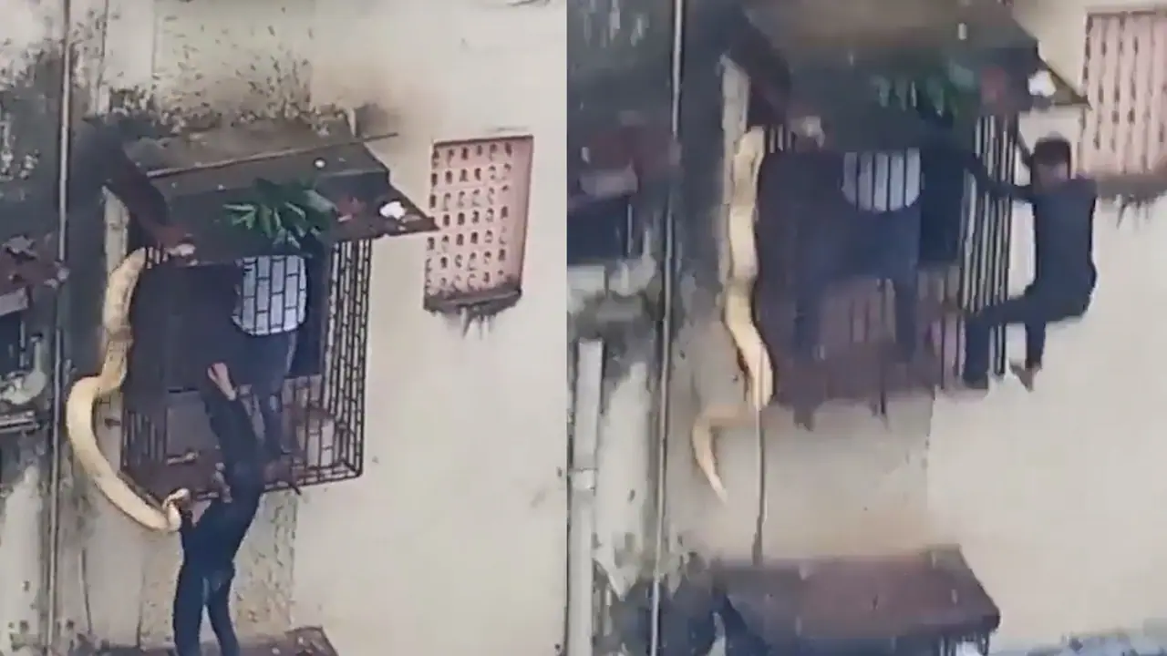 snake viral video snake viral video