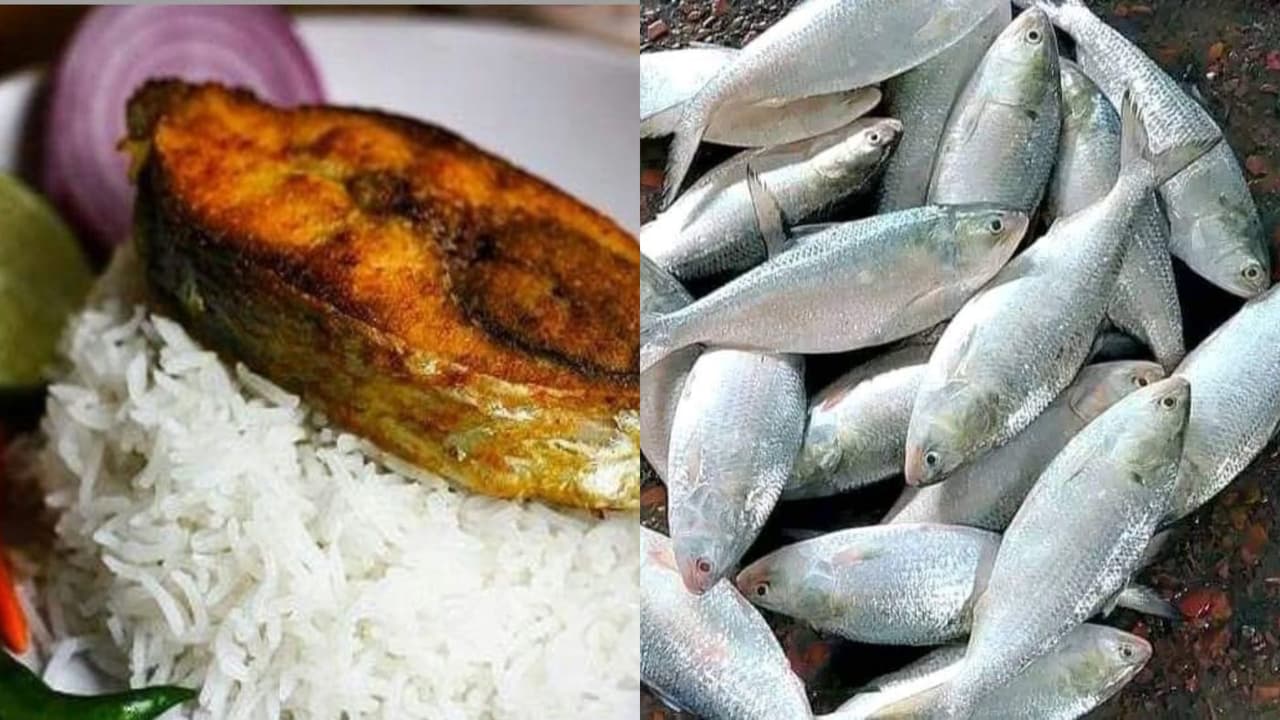 HILSHA FISH HILSHA FISH