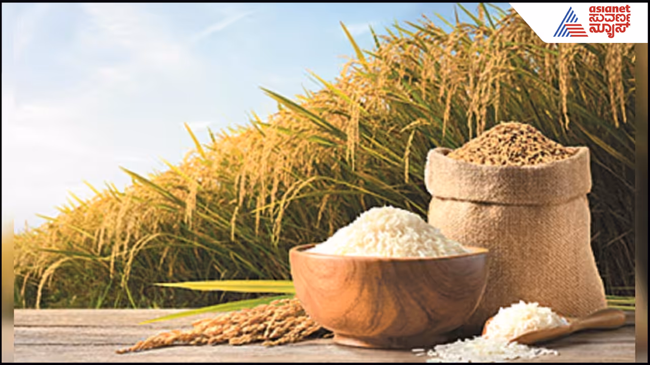 First genome edited rice First genome edited rice