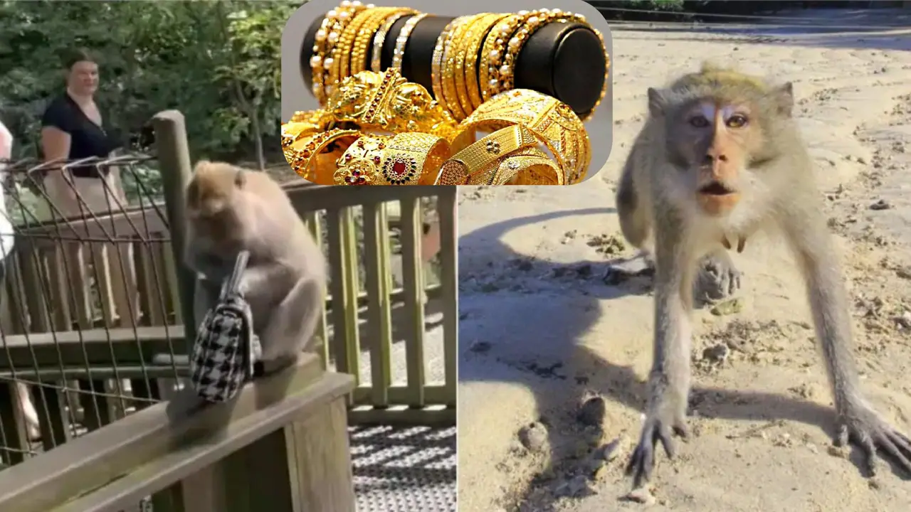 Gold Bag Theft Monkey