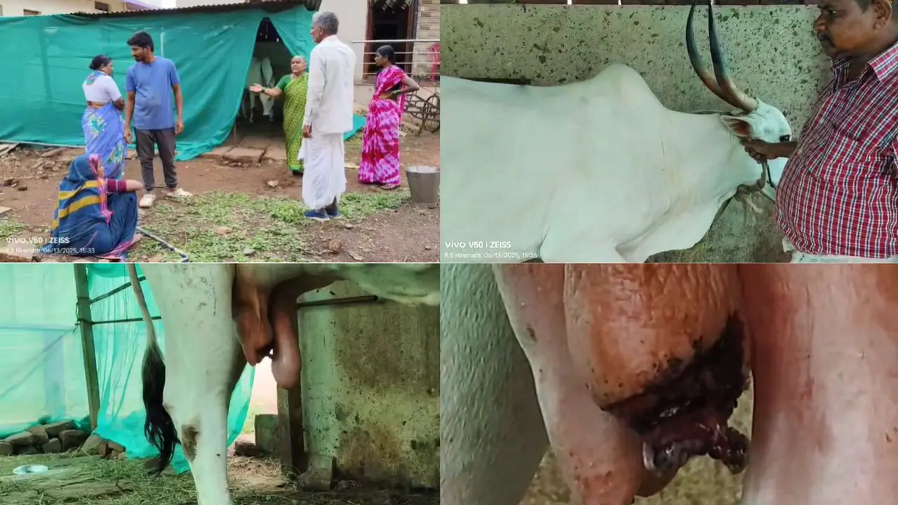 Bagalkot Cow Bagalkot Cow