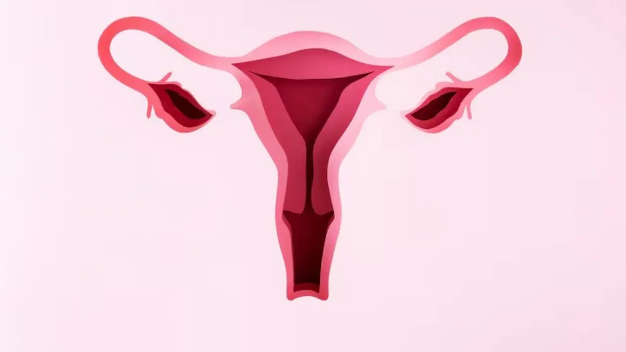 Uterus