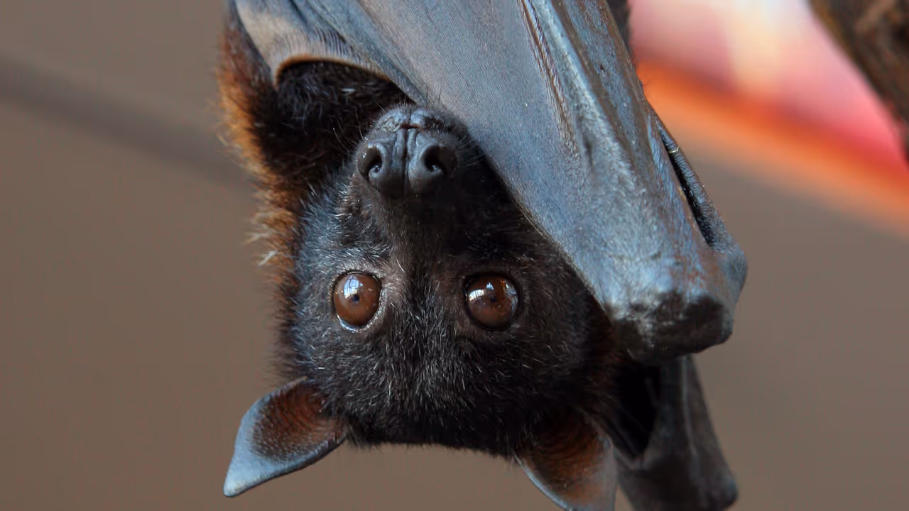 Bat Virus Bat Virus
