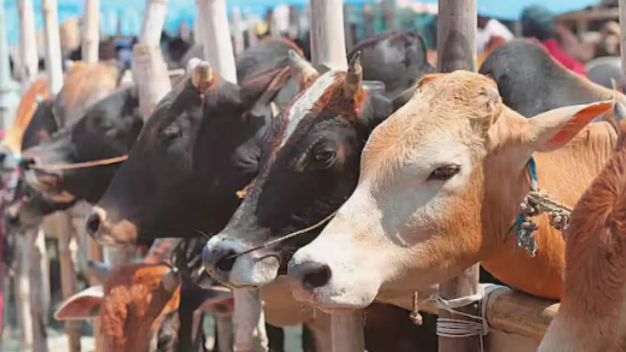 Chikkammagaluru crime