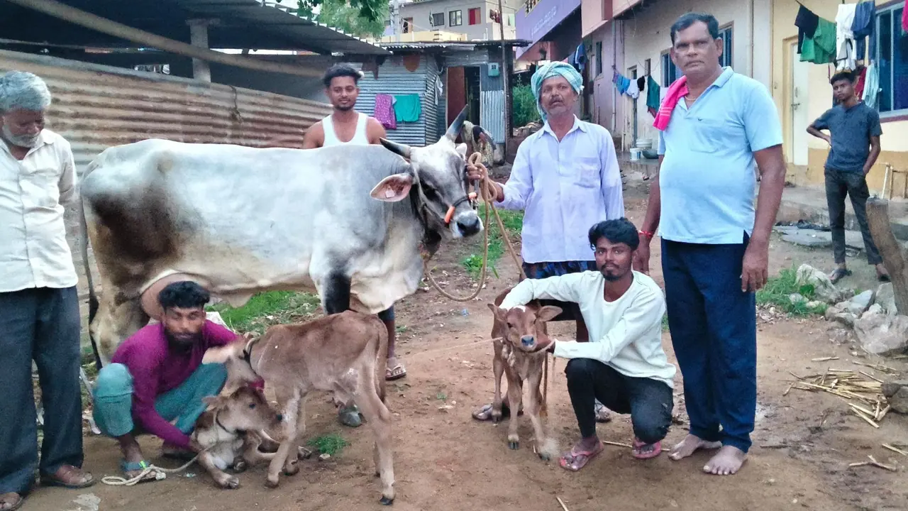 Rare triple calf birth in Navalagund