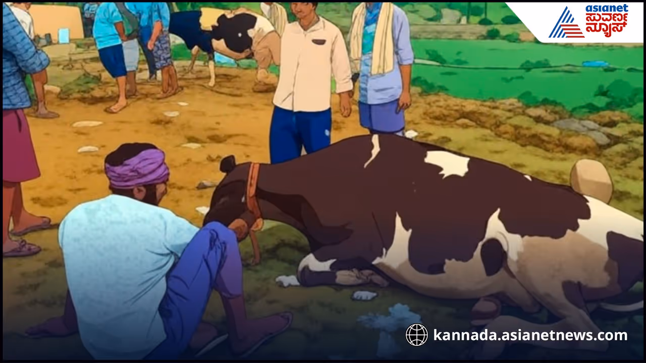 Three Cows Die After Consuming Urea in Malavalli Three Cows Die After Consuming Urea in Malavalli