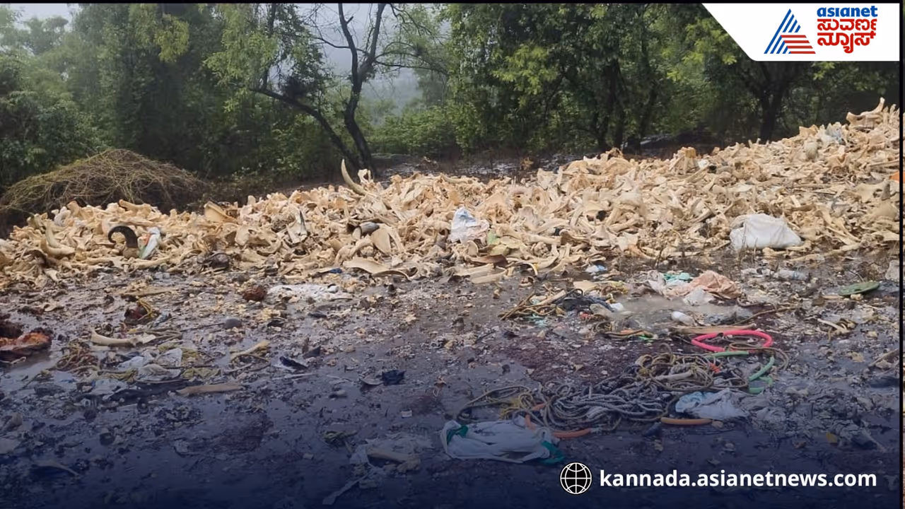 Cattle bones found in Bhatkal