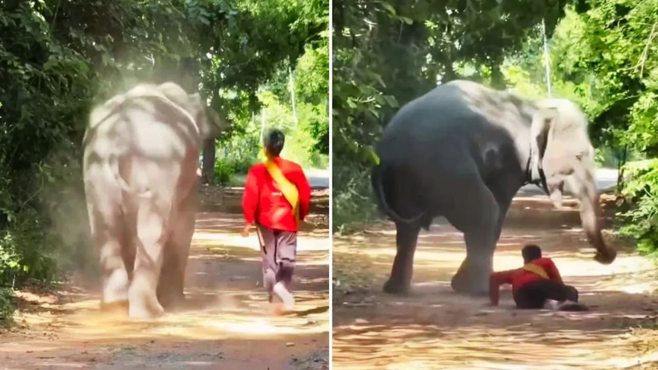elephant loyalty viral video