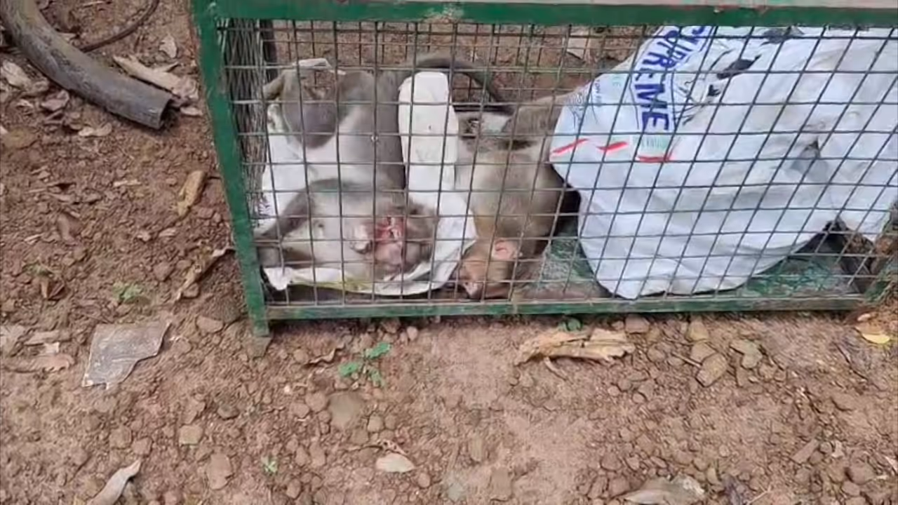 കുരങ്ങന്മാരെ ചത്ത നിലയില്‍ കണ്ടെത്തി