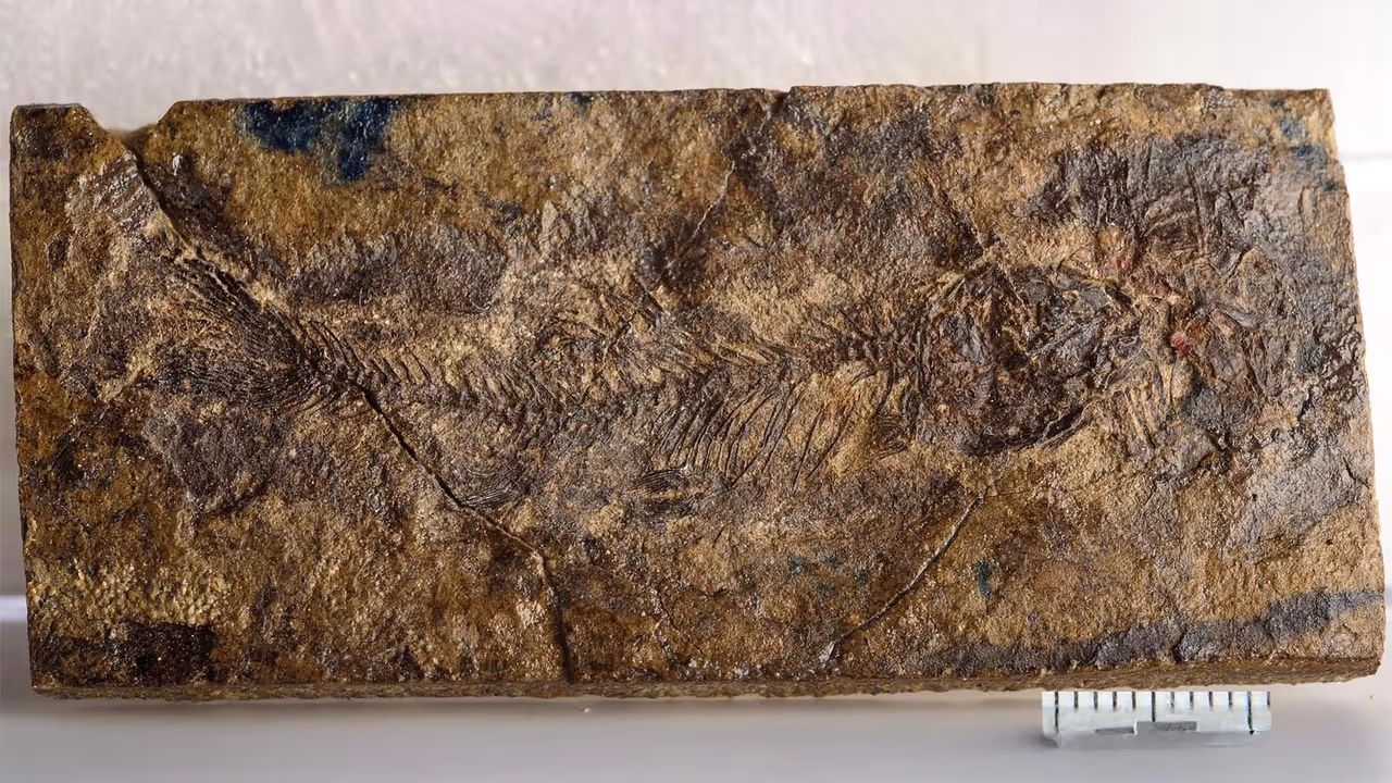 Fossil of Acronichthys maccognoi found inland from ancient sea Fossil of Acronichthys maccognoi found inland from ancient sea