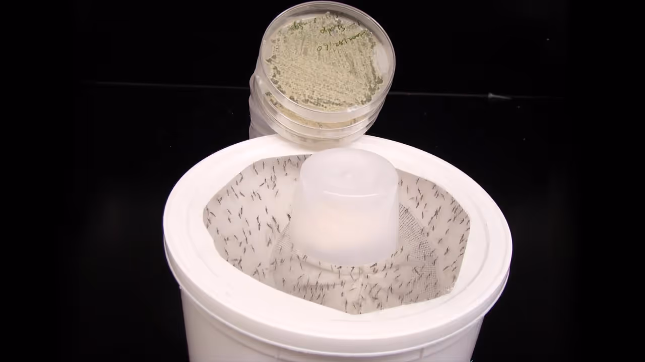 Mosquitoes Mosquitoes