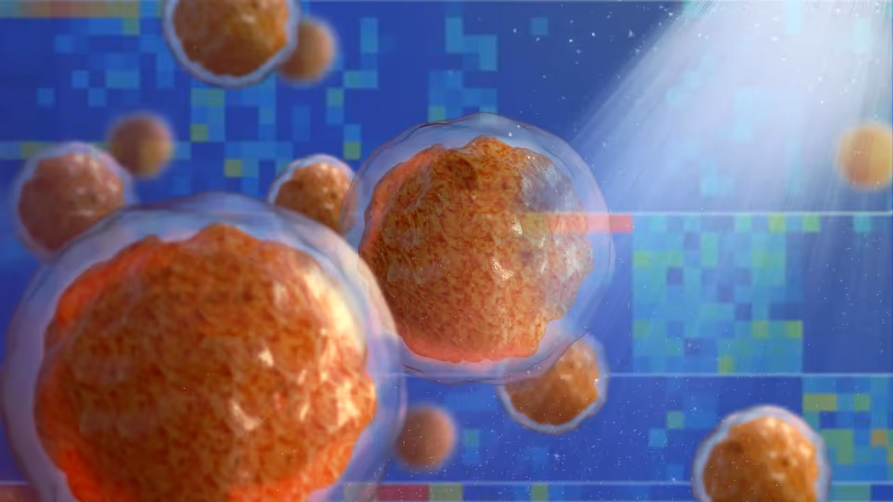 Bone Marrow Bone Marrow