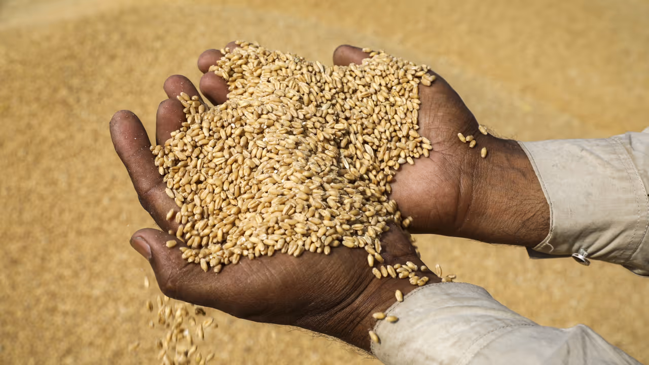A Worker Holding Harvested Wheat Grain 