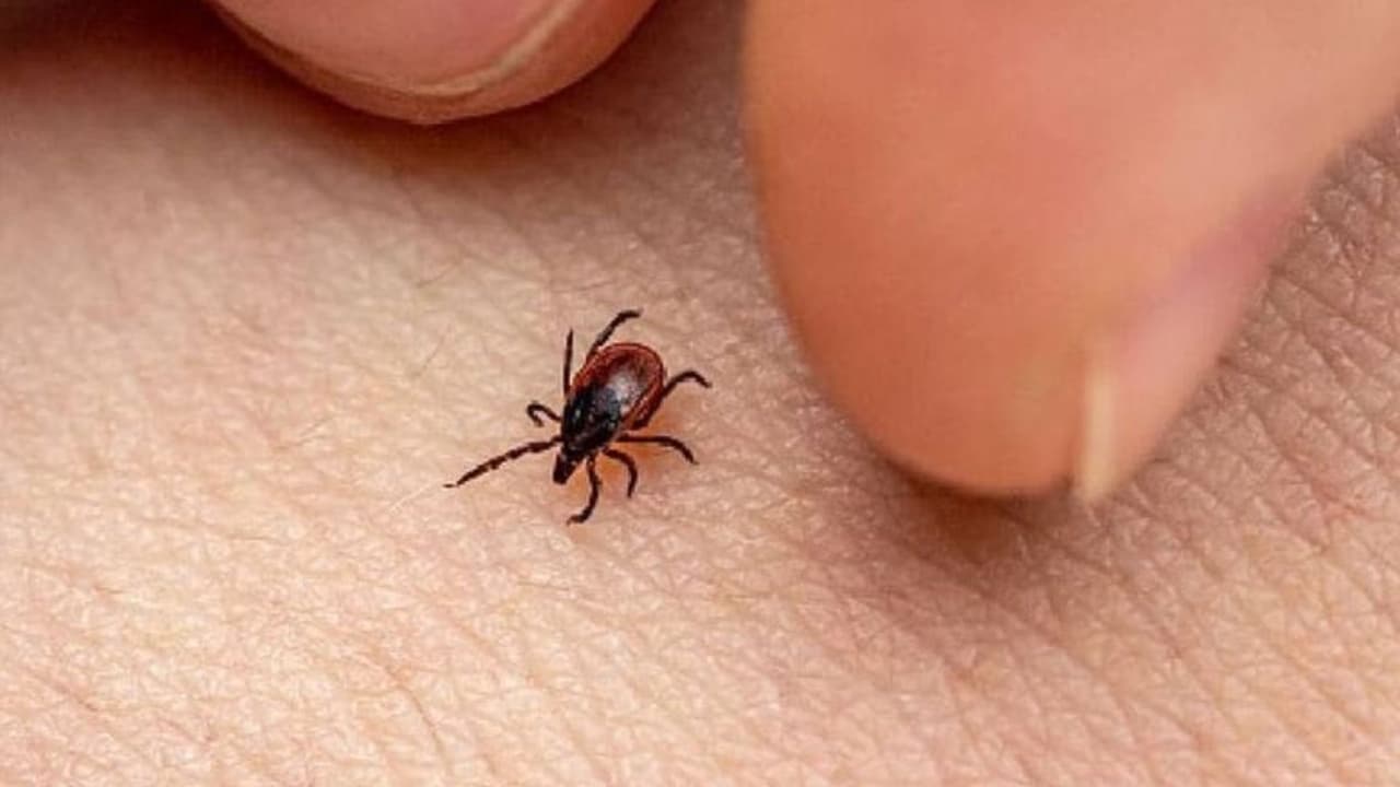 Scrub Typhus Scrub Typhus