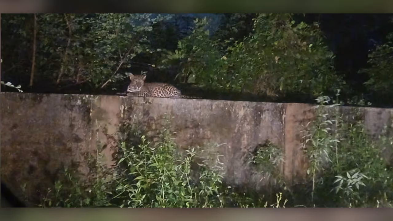 Leopard_at_Malambuzha