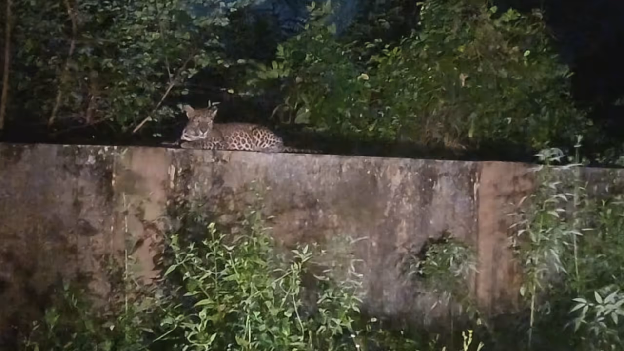 Malambuzha Leopard Malambuzha Leopard