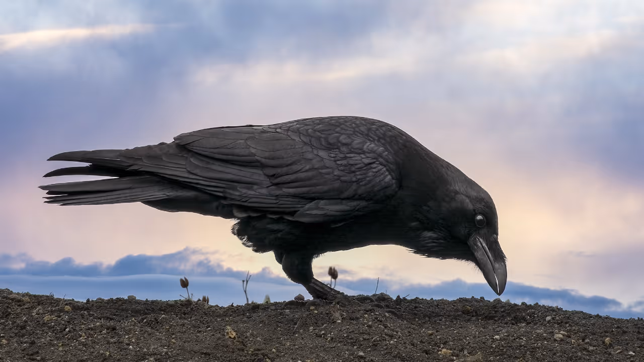Crows Crows