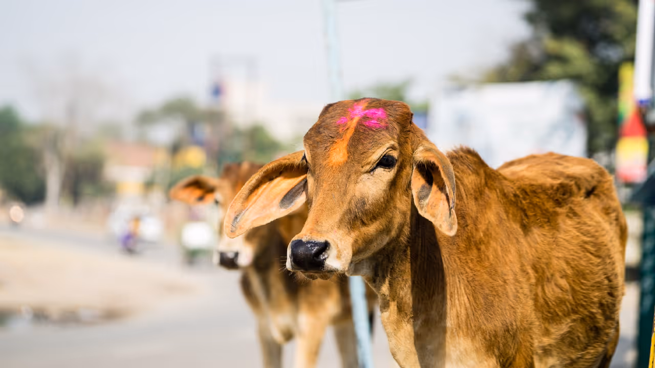 Sun and Cow Sun and Cow