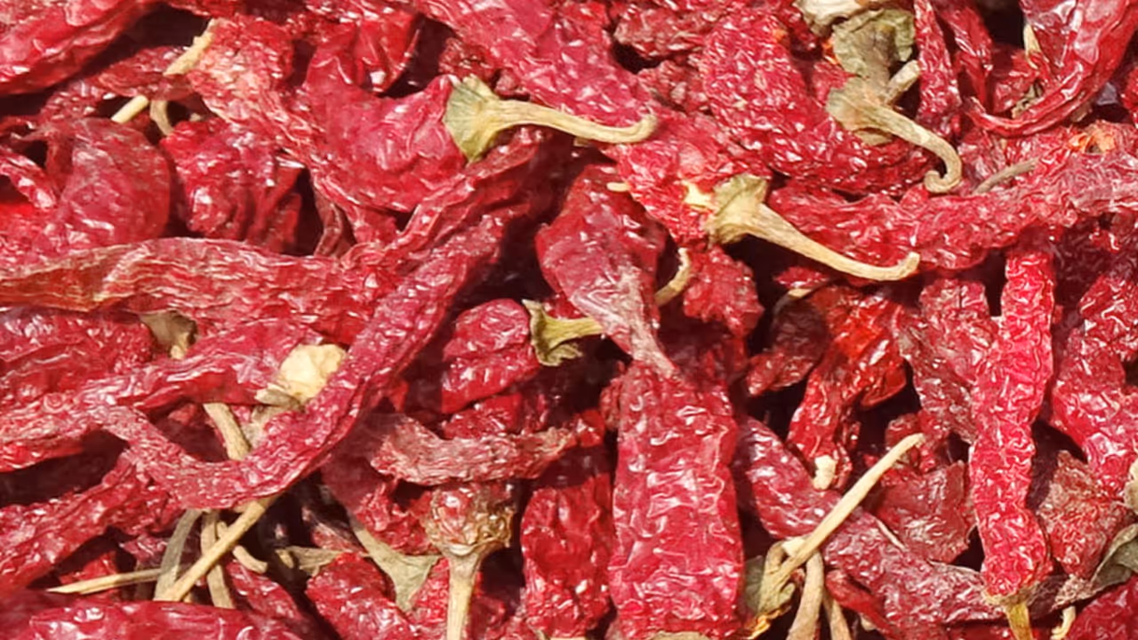 Byadgi Dabbi chilli fetches record ₹89,999 per quintal Byadgi Dabbi chilli fetches record ₹89,999 per quintal