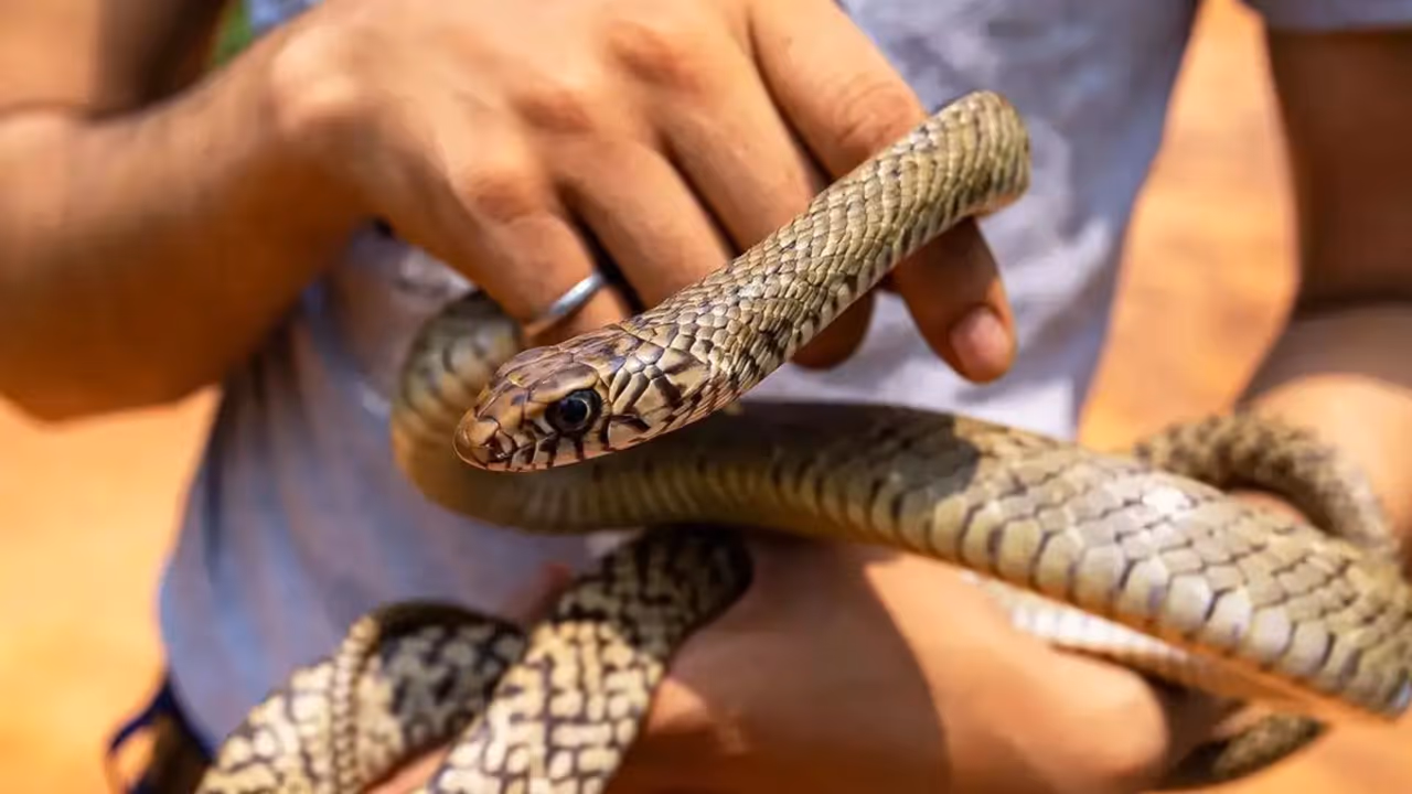 Snake spotted in Bengaluru as summer heat drives reptiles into homes Snake spotted in Bengaluru as summer heat drives reptiles into homes