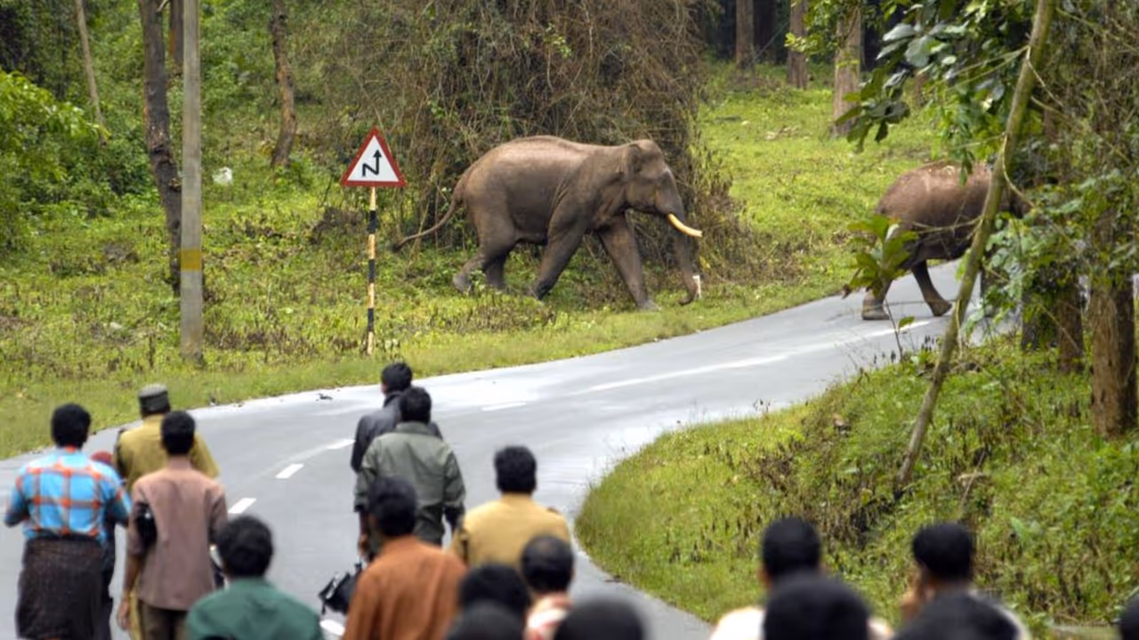 Karnataka reports 270 deaths in wildlife attacks in five years Karnataka reports 270 deaths in wildlife attacks in five years