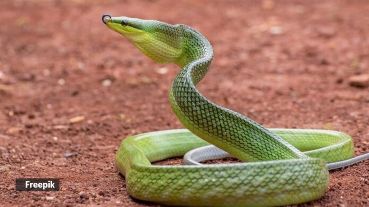 Hundreds Carry Live Snakes During Nag Panchami Mela in Bihar Hundreds Carry Live Snakes During Nag Panchami Mela in Bihar