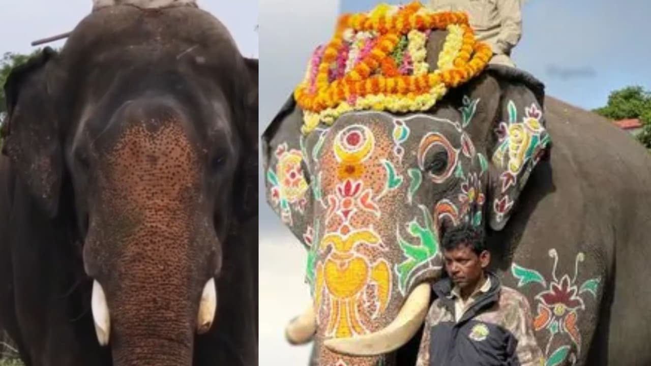 Mysuru Dasara Elephant Abhimanyu Damages Tusk During Logging Work Mysuru Dasara Elephant Abhimanyu Damages Tusk During Logging Work
