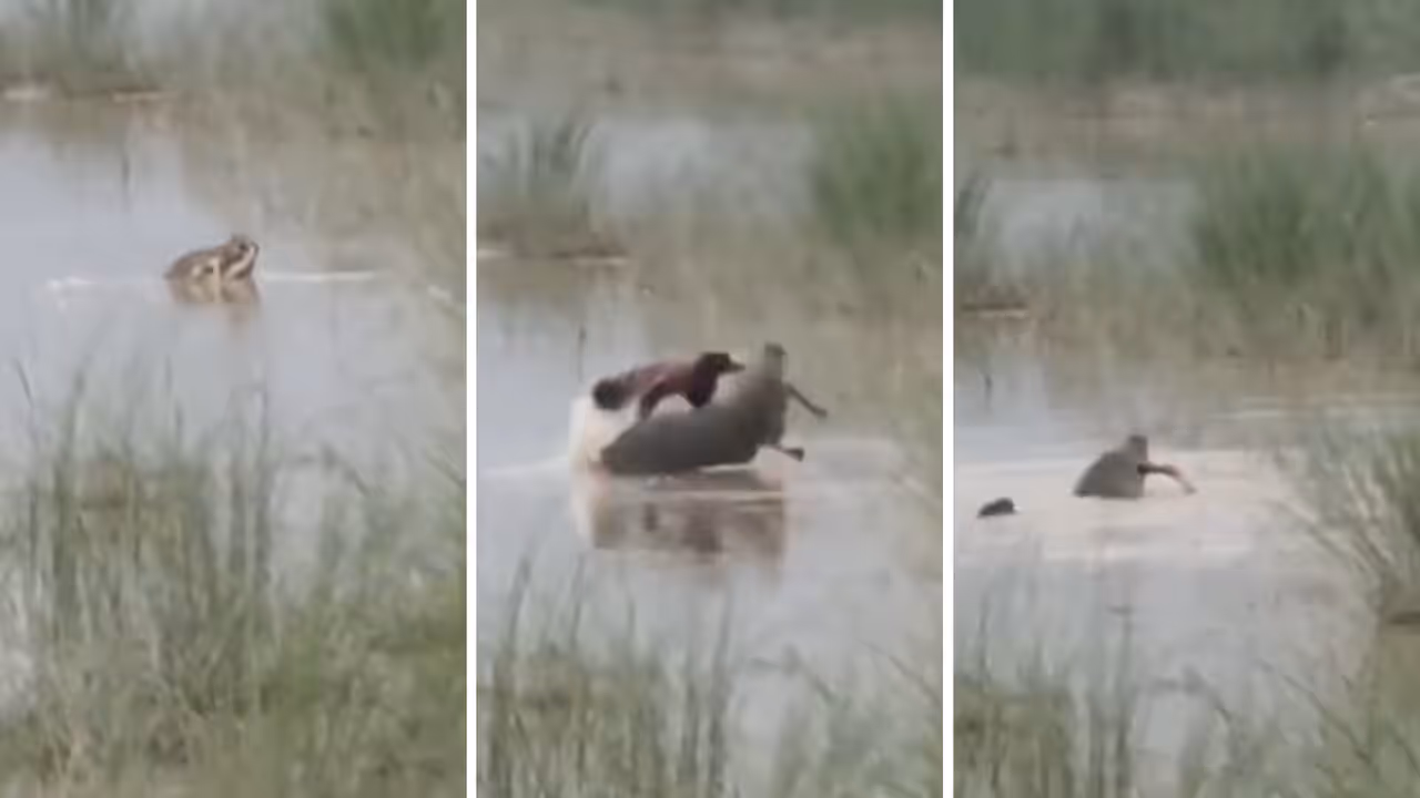 UP crocodile attack video surfaces after Bahraich boy dragged into river by reptile as uncle rescue attempt fails UP crocodile attack video surfaces after Bahraich boy dragged into river by reptile as uncle rescue attempt fails
