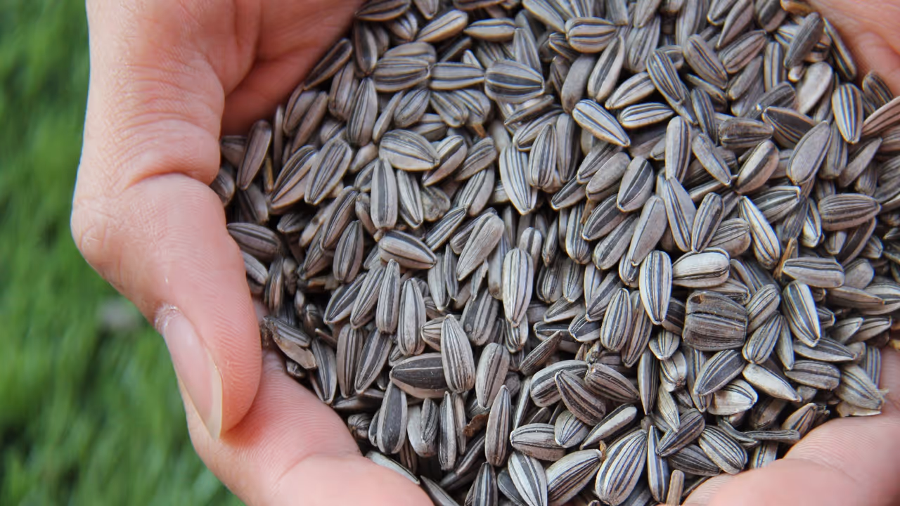 Sunflower seeds Sunflower seeds