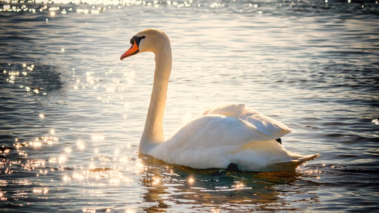 Swan Swan