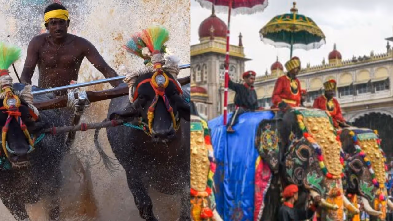 Mysuru dasara kambala 2026 Mysuru dasara kambala 2026