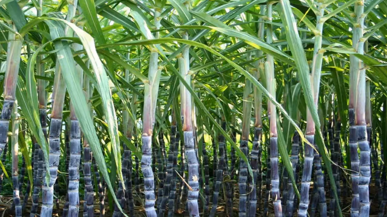 Sugar cane farmer Sugar cane farmer