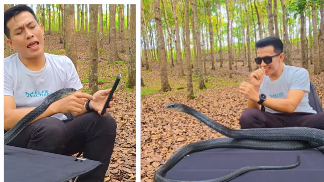 viral video of snake dancing explained