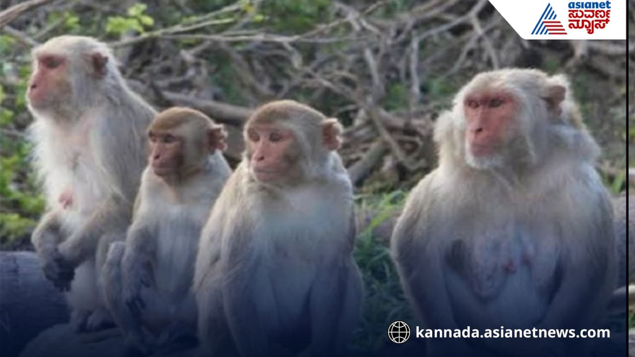 Chikkaballapur Tourists troubled by monkeys in Nandi Hills