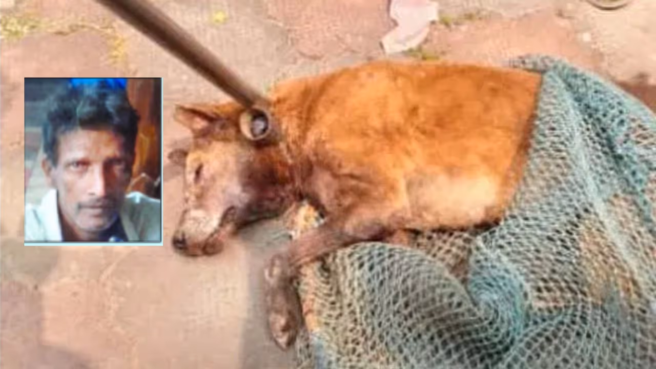 Ullal Dog Attack Dakshina Kannada